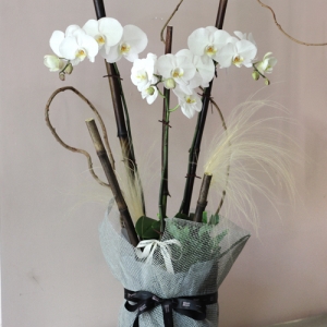 블룸블룸본점,[호접란]실키 화이트 호접란 - Silky White Orchid
