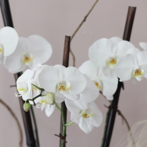 블룸블룸본점,[호접란]실키 화이트 호접란 - Silky White Orchid