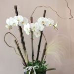 [호접란]실키 화이트 호접란 - Silky White Orchid