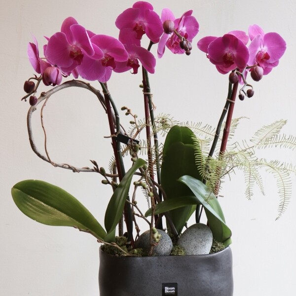 블룸블룸본점,[호접란]알함브라 오키드 - Alhambra Orchid